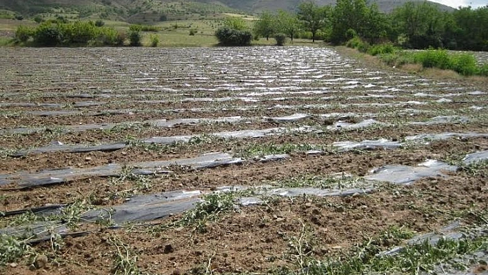 ELAZIĞ'DA DOLU, ZARARA YOL AÇTI