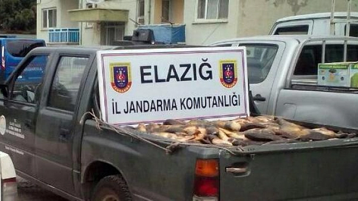 ELAZIĞ'DA 6 TON KAÇAK SAZAN ELE GEÇİRİLDİ