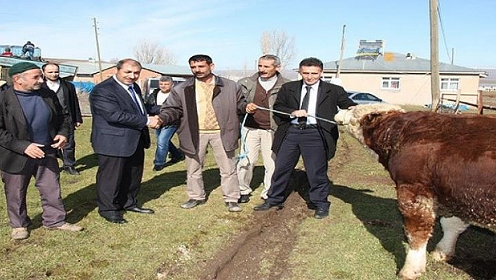 ELAZIĞ'DA DAMIZLIK BOĞA DAĞITIMI YAPILDI