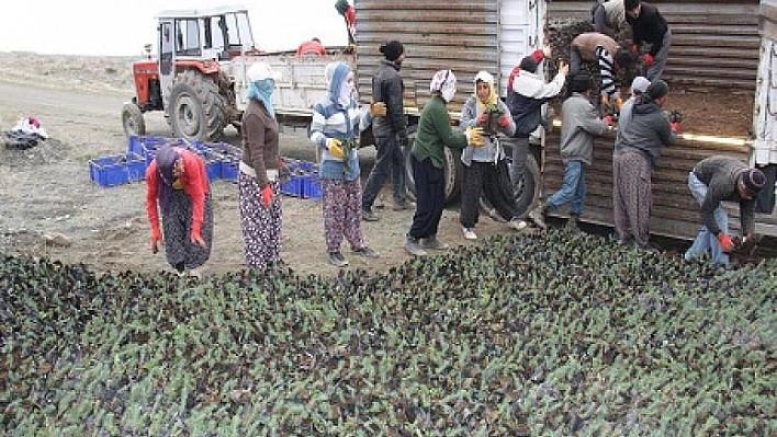 Elazığ'da 2 Bin Geçici İşçi Alınacak