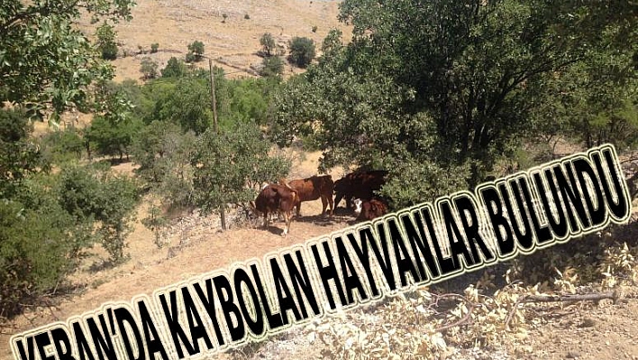 KEBAN'DA KAYBOLAN HAYVANLAR JANDARMA TARAFINDAN BULUNDU