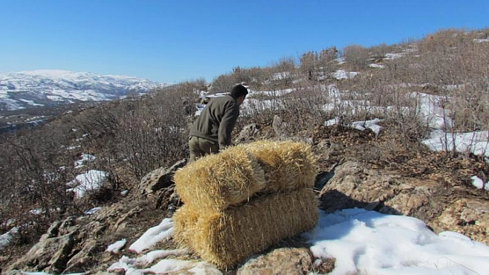 KARAKOÇAN'DA YABAN KEÇİLERİ İÇİN SAMAN BIRAKILDI