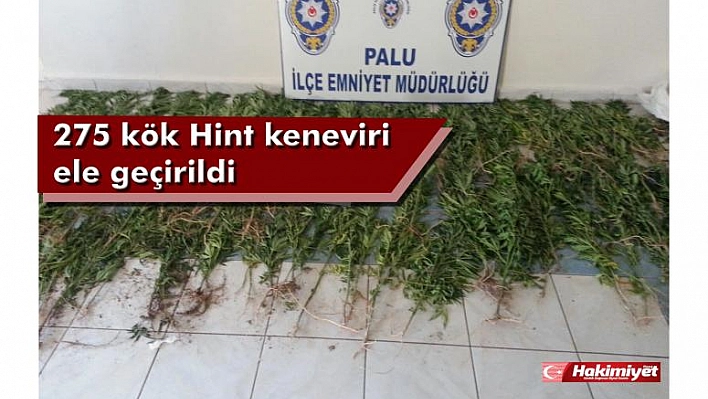 275 Kök Hint Keneviri Ele Geçirildi