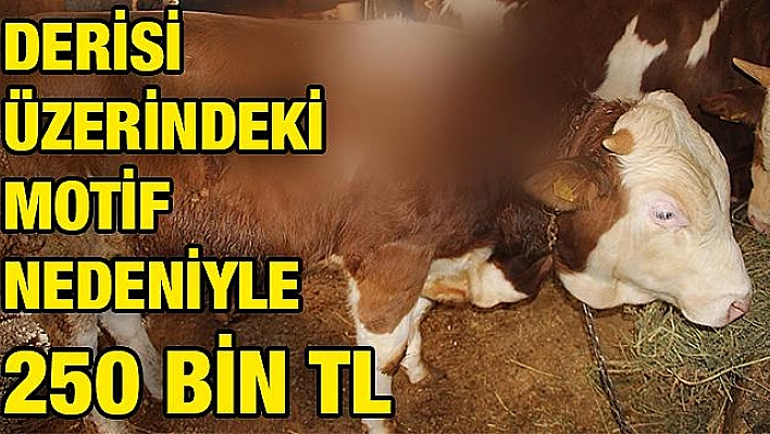 Bu Boğanın  fiyatı  250 bin TL!