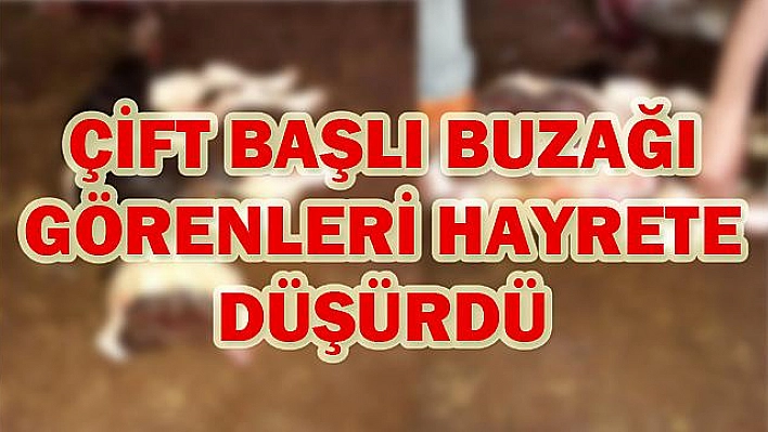 ELAZIĞ'DA ÇİFT BAŞLI BUZAĞI DÜNYAYA GELDİ