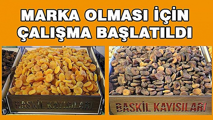 'BASKİL KAYISISI' MARKA YOLUNDA