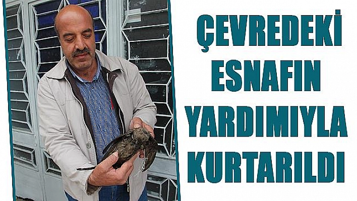 ÇATIDA MAHSUR KALAN YARALI KUŞ KURTARILDI