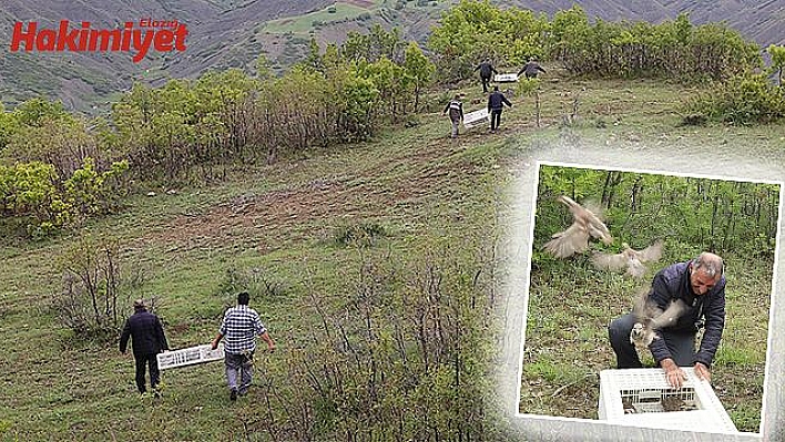 DOĞAYA BİN ADET KEKLİK BIRAKILDI