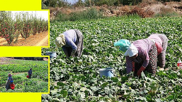 Meyve Üretiminde Artış, Sebze de İse Azalma Bekleniyor