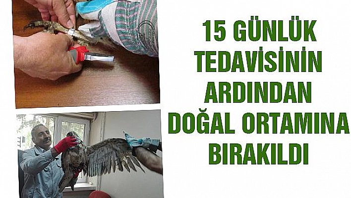 TEDAVİSİ YAPILAN KARTAL DOĞAYA BIRAKILDI