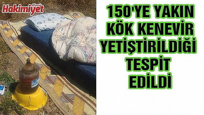 ELAZIĞ'DA 150 KÖK KENEVİR ELE GEÇİRİLDİ