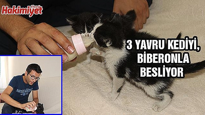 YAVRU KEDİLERİ BİBERONLA BÜYÜTÜYOR