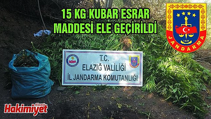 4 BİN 100 KÖK KENEVİR ELE GEÇİRİLDİ