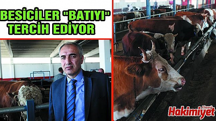 Doğu Anadolu'dan batı illerine kurbanlık sevkiyatı başladı