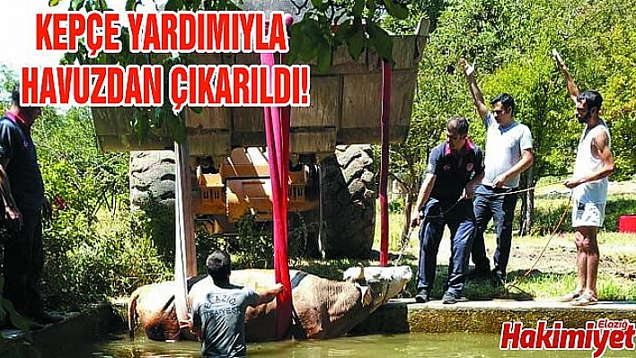 ELAZIĞ'DA HAVUZA DÜŞEN İNEK KURTARILDI