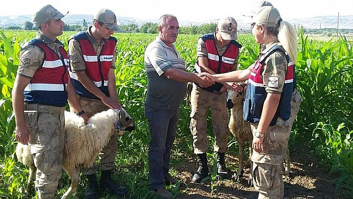 Elazığ'da kaybolan kurbanlıklar drone ile bulundu