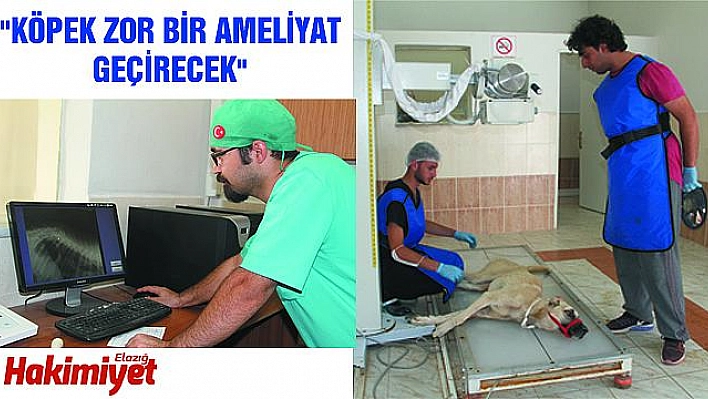 OTOMOBİLİN ÇARPARAK BELİNİ KIRDIĞI KÖPEK TEDAVİ ALTINA ALINDI