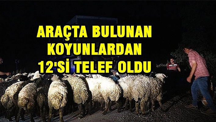 12 HAYVAN TELEF OLDU