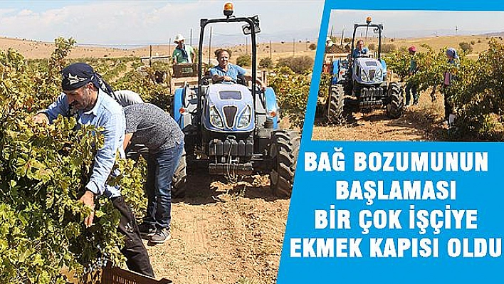 BAĞ BOZUMU İŞÇİLERİN EKMEK KAPISI OLDU