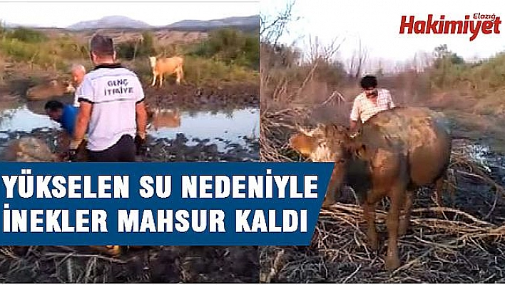 BARAJ KAPAKLARI BU KEZ İNEKLERİ MAHSUR BIRAKTI