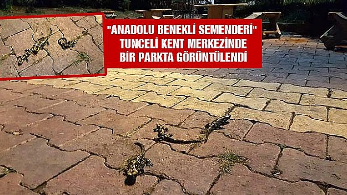 'ANADOLU BENEKLİ SEMENDERİ' GÖRÜNTÜLENDİ