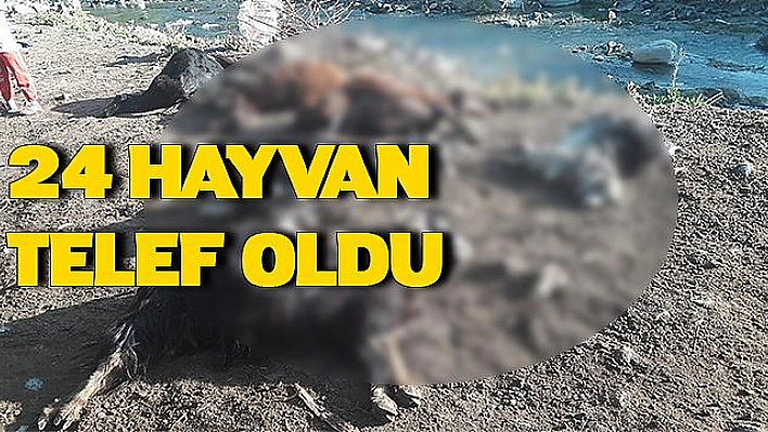 KURT AĞILA GİRDİ, 24 HAYVAN TELEF OLDU