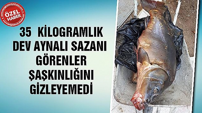 OLTASINA TAKILAN 35 KİLOGRAMLIK DEV BALIĞI EL ARABASI İLE TAŞIDI