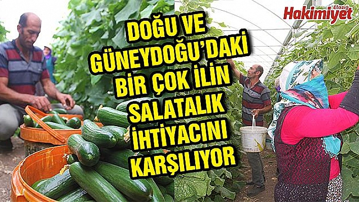 Yılda Bin 750 Ton Salatalık Üretiyor