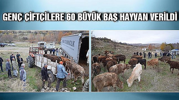 ÇİFTÇİLERE 60 ADET BÜYÜKBAŞ HAYVAN VERİLDİ