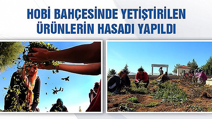 Hobi bahçesinde hasat yapıldı