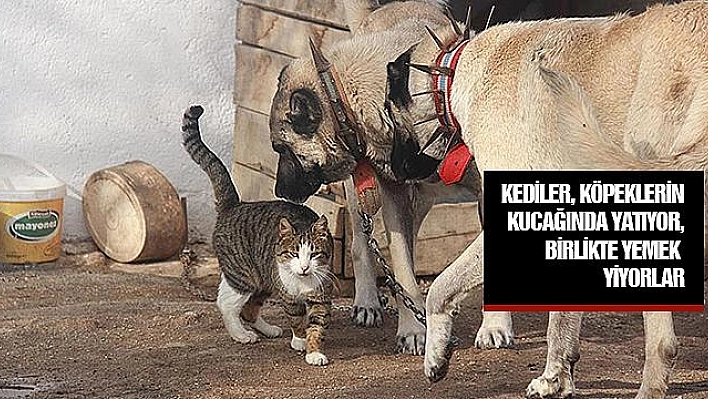 KANGALLAR İLE KEDİLERİN ŞAŞIRTAN DOSTLUĞU