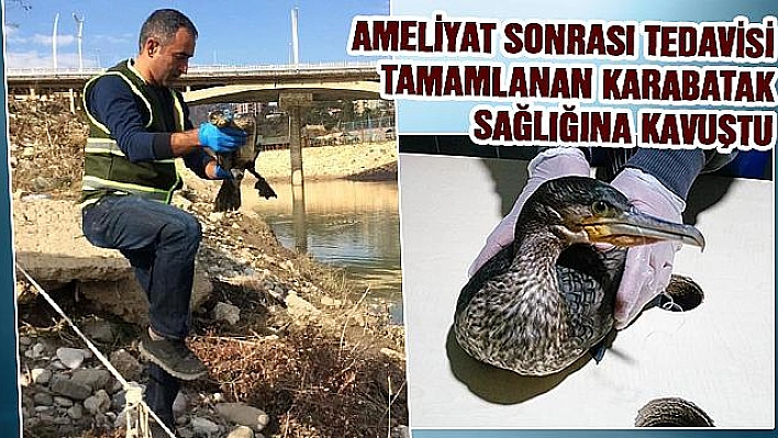 MİDESİNDE 2 OLTA KANCASI BULUNAN 'KARABATAK' KURTARILDI