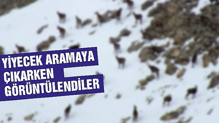 TUNCELİ'DE 'ŞAMUA'LAR SÜRÜ HALİNDE GÖRÜNTÜLENDİ