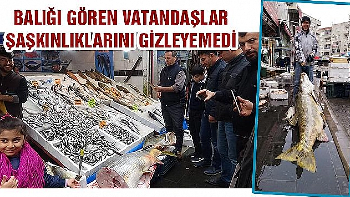 92 KİLOGRAMLIK TURNA BALIĞI YAKALANDI