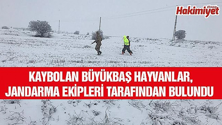 KAYBOLAN DANALARI JANDARMA BULDU