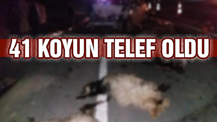 Otomobilin çarptığı sürüde 41 koyun telef oldu