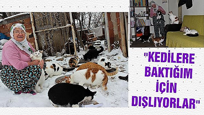 KIŞ NEDENİYLE 58 KEDİYE EVİNDE BAKIYOR