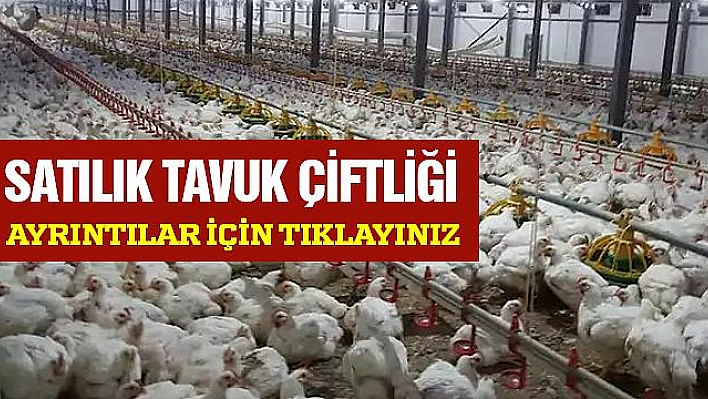 Satılık Tavuk Çiftliği