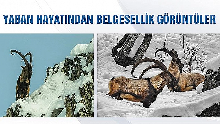 YABAN HAYATINDAN BELGESELLİK GÖRÜNTÜLER