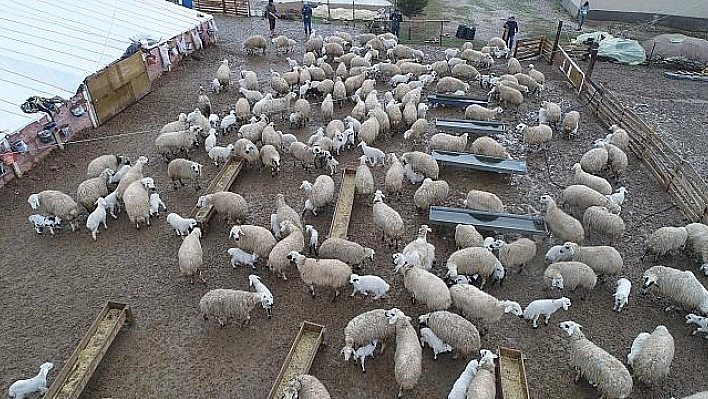 KOYUN VE KUZULARIN DUYGUSAL BULUŞMASI SÜRÜYOR