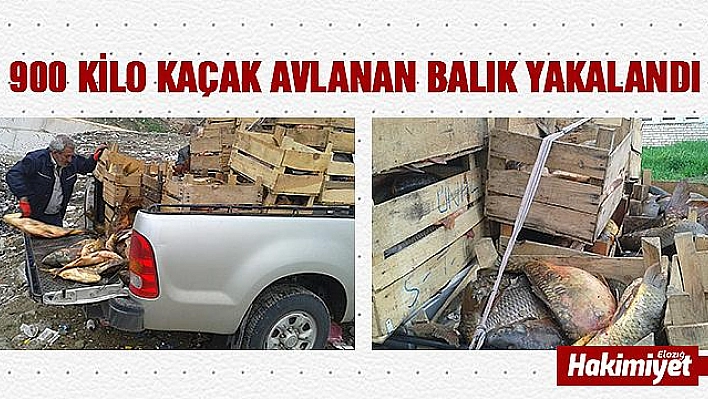 Elazığ'da 900 kilo kaçak avlanan balık yakalandı