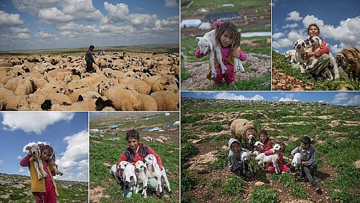 Göçerlerin renkli ve yorucu ilkbahar mesaisi