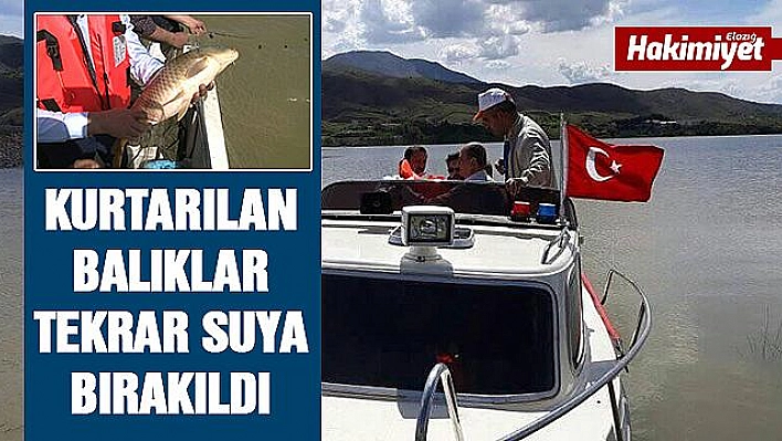 Ağlardan kurtarılan balıklar, suya bırakıldı