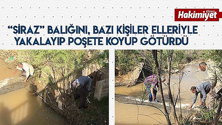 Akıntıya karşı yüzerken görüntülenmişlerdi, bazı kişiler elleri ile avladı