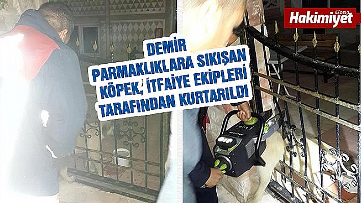 Demir Parmaklıklara Sıkışan Köpek Kurtarıldı