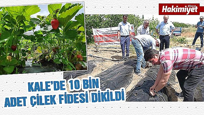 10 Bin Adet Çilek Fidesi Dikildi