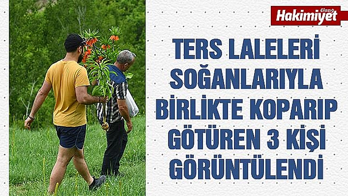 60 bin TL cezası olan laleleri koparıp götürdüler