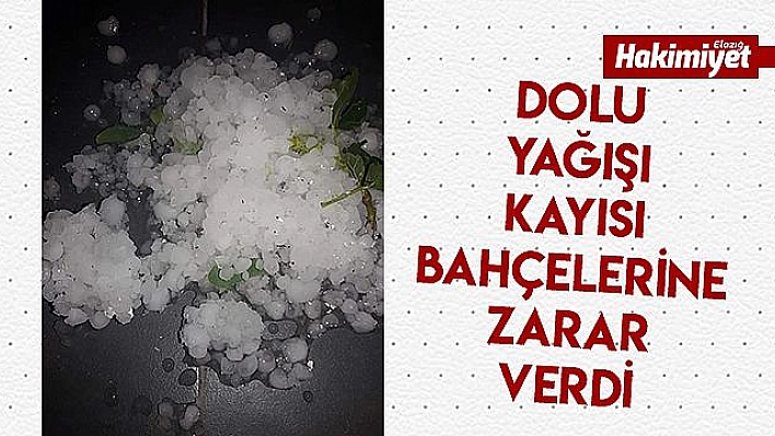 Baskil'de Dolu Yağışı Kayısı Bahçelerine Zarar Verdi