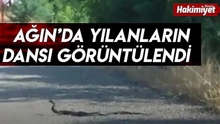 Elazığ'da yılanların dansı görüntülendi