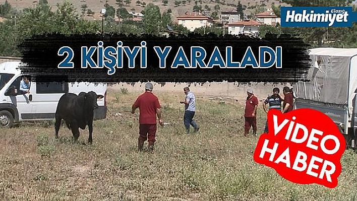 Kaçan boğa zor anlar yaşattı!